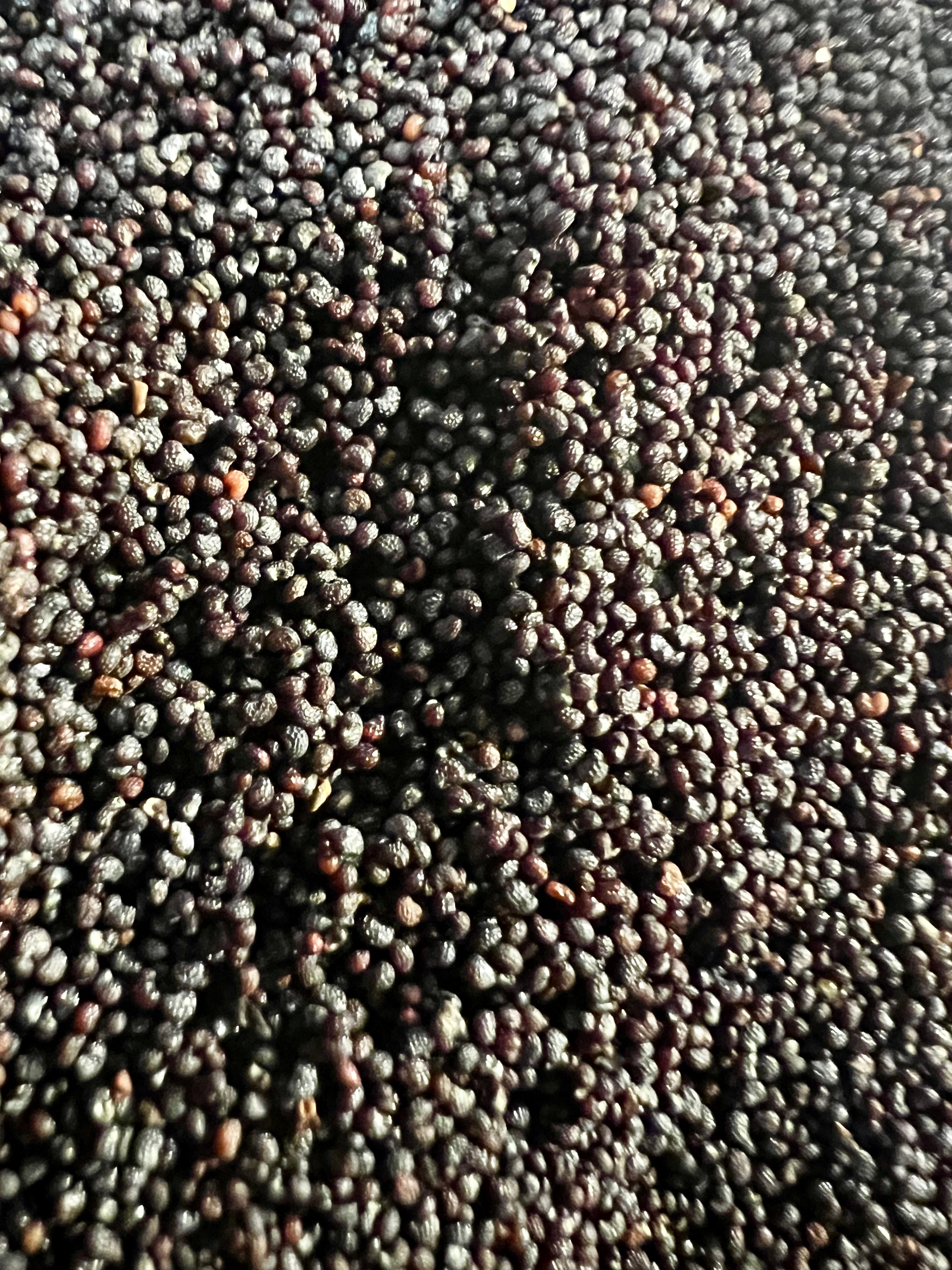 Ripkitty Premium Organic Unwashed Natural Papaver Somniferum Culinary Poppy Seeds